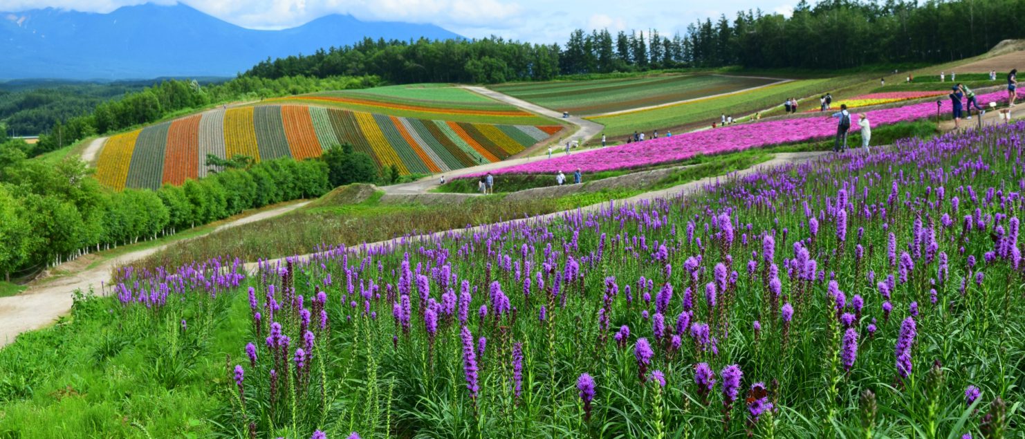 Furano lavender