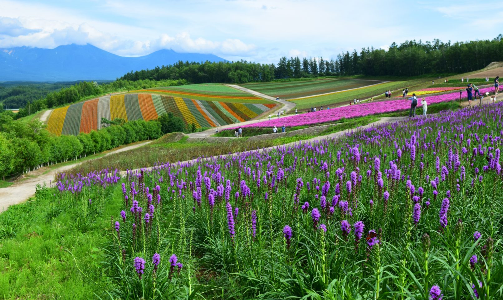 5 of the best places to see Hokkaido flowers this summer. - Social Bus