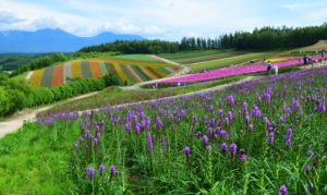 Kamifurano Lavender Festival @ Kamifurano