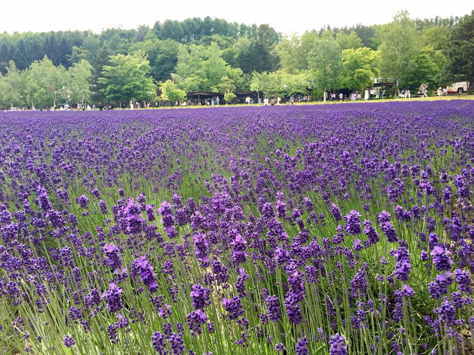 Fields and fields of lavender!