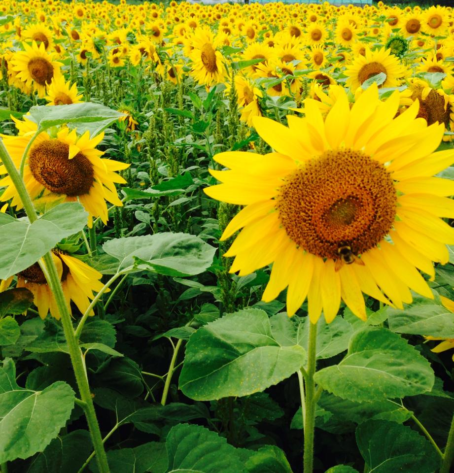 Hokkaido sunflowers