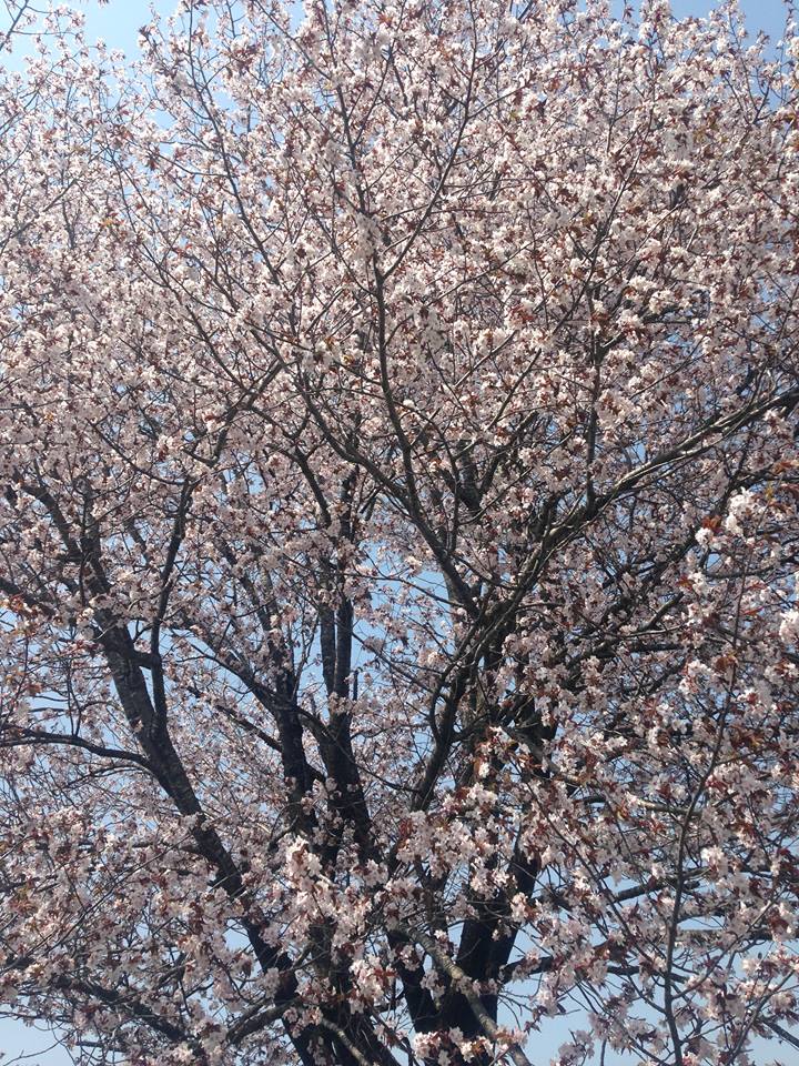 Hidaka cherry blossom
