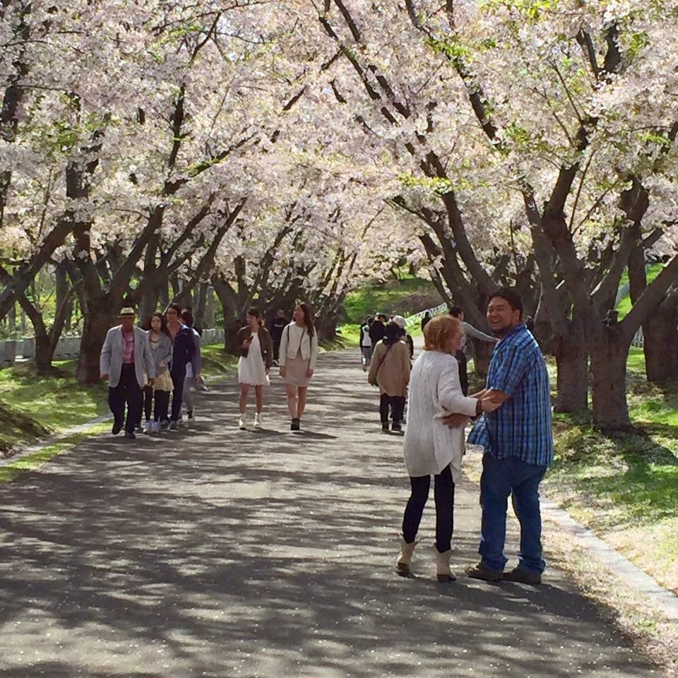 Cherry Blossom Sapporo