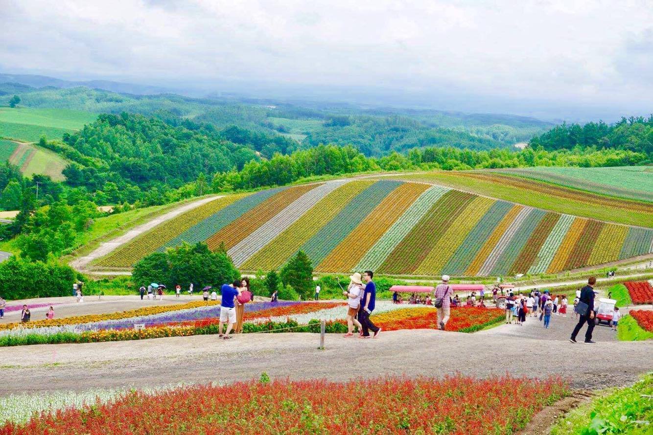 Hokkaido's famous flower fields.