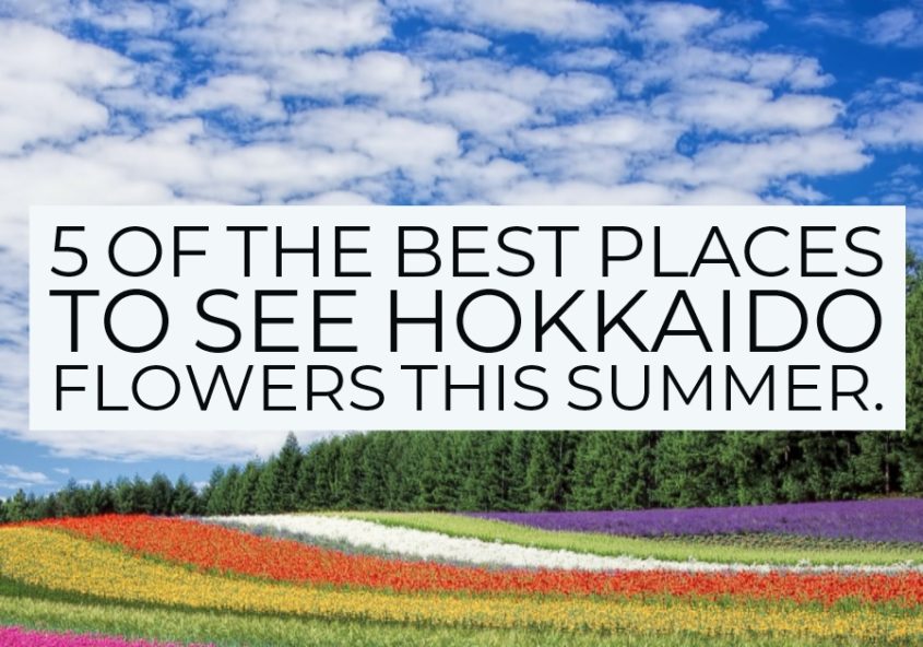 5 of the best places to see Hokkaido flowers this summer.