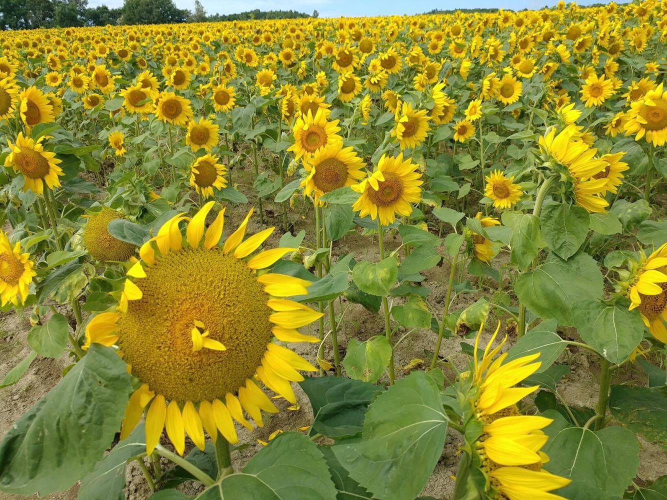 Sunflowers as far as you can see in Hokkaido!