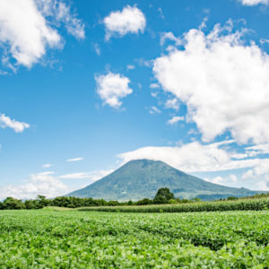羊蹄山とジャガイモ畑 / 北海道 ニセコ