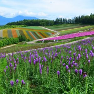 北海道の風景、美瑛